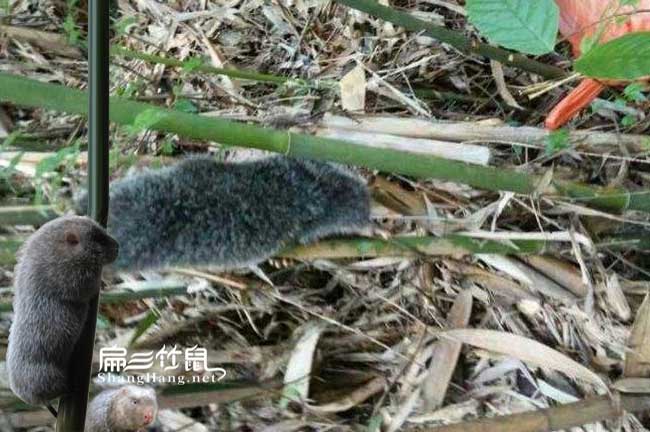 建德竹鼠養殖場