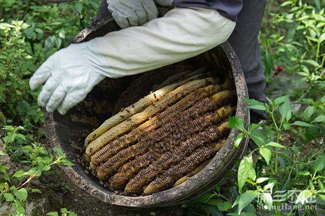 成都（dōu）野生蜂蜜