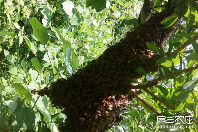 綿陽大中蜂蜜養殖（zhí）基地