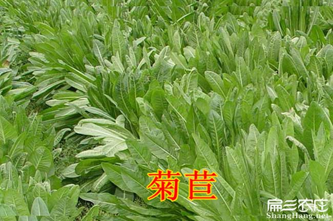 菊（jú）苣草種子批（pī）發