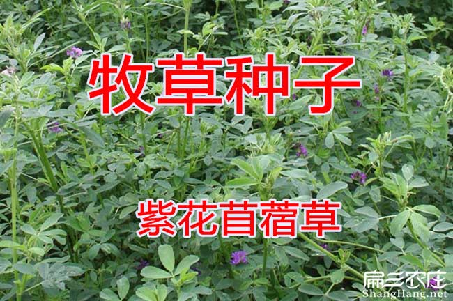 紫花苜蓿種子批發