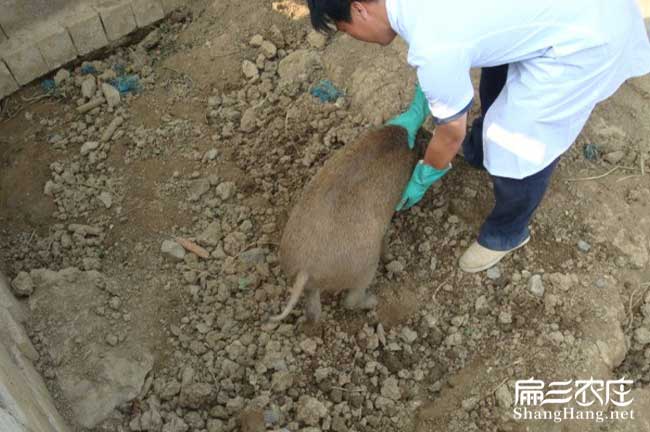 祿豐竹鼠養殖