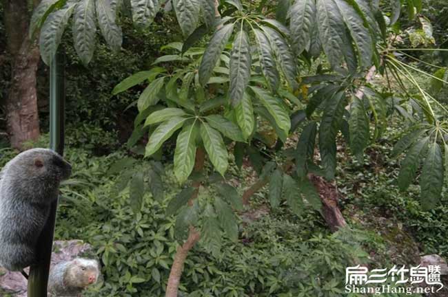 平陽竹鼠養殖