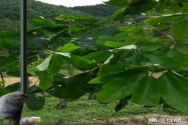 贛州竹鼠養殖