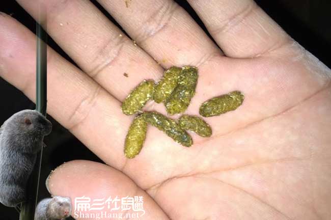 竹鼠養殖成都合（hé）同