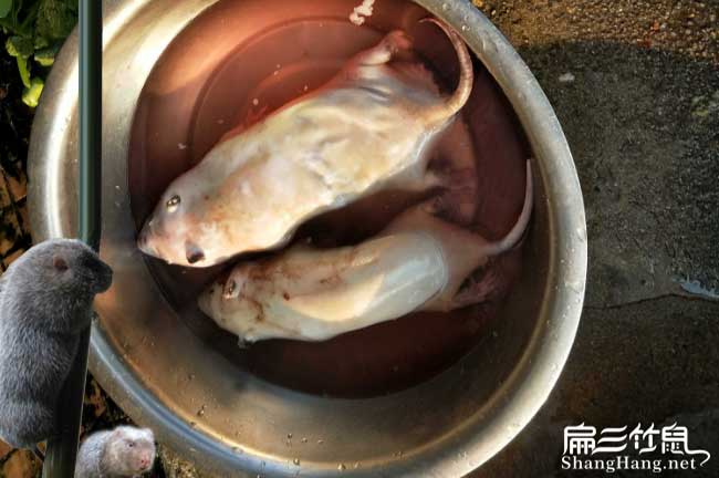 文峰（fēng）竹鼠肉批發