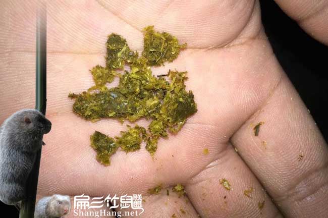 南昌花兔竹鼠種苗