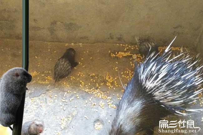 三明肉兔養殖