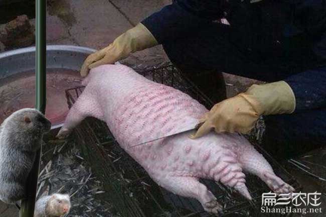 三明現（xiàn）殺肉兔肉