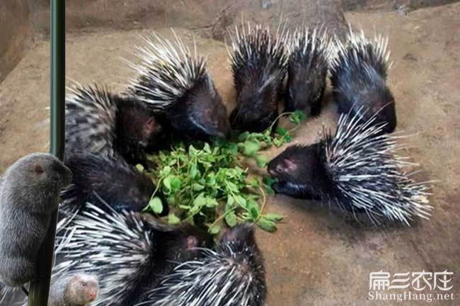 南平肉兔養殖