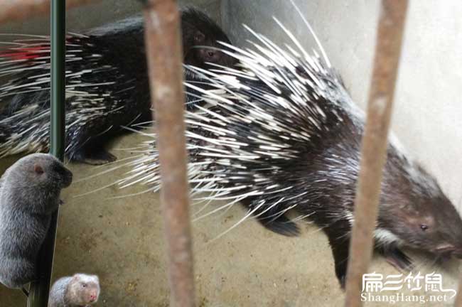 龍岩（yán）肉兔養殖基地