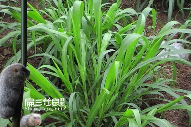 皇（huáng）竹草種植技術