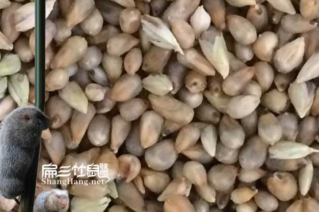 浙江皇竹草種子