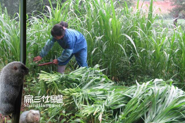 貴州皇竹草種植