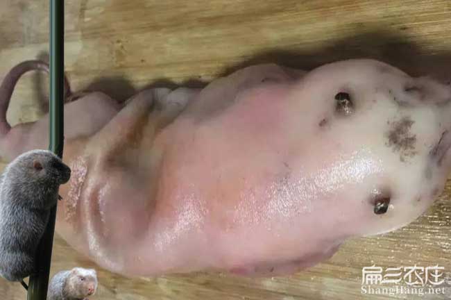 白條竹鼠肉批發