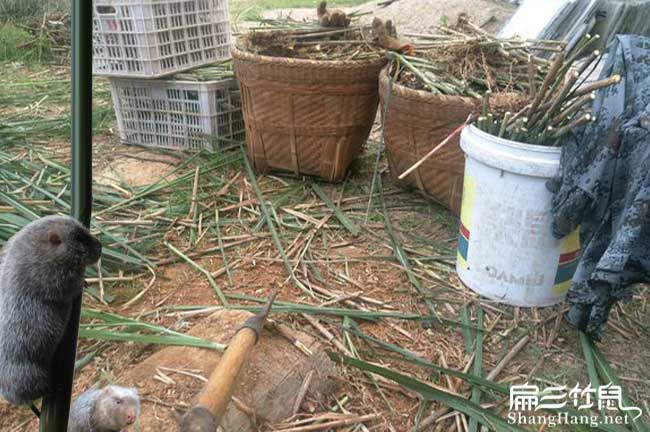 閩清竹鼠養殖基地