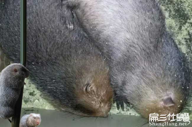 野兔J昭通竹鼠養殖基地 昭通（tōng）豚鼠野兔竹鼠種苗繁殖場102對