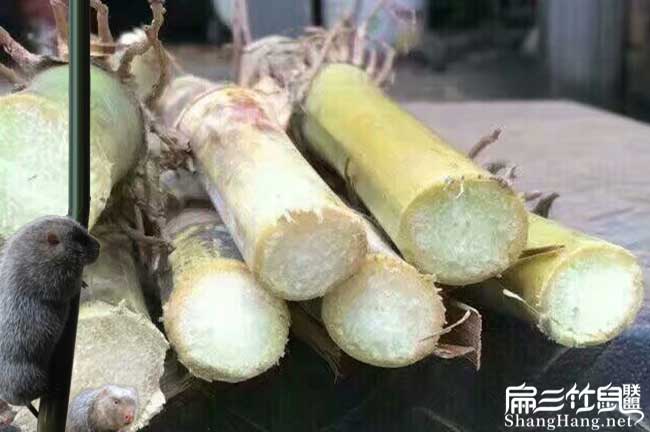 都安竹（zhú）鼠養殖