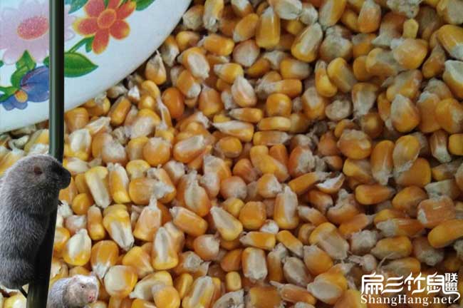 貴（guì）州竹鼠飼料