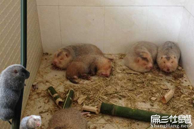 野兔J昭通竹鼠養殖基地 昭通豚鼠野（yě）兔竹鼠種苗繁（fán）殖場102對