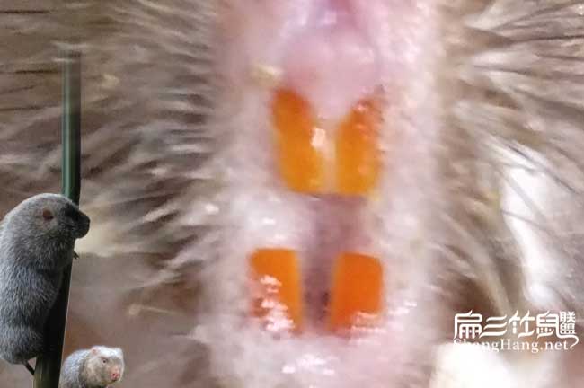 竹鼠牙齒看疾病