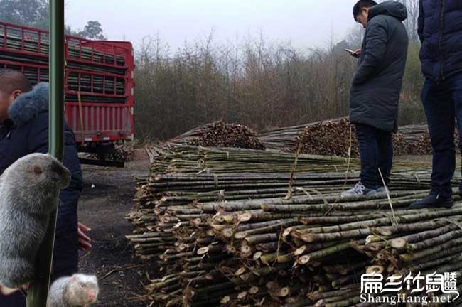 竹鼠養殖技術