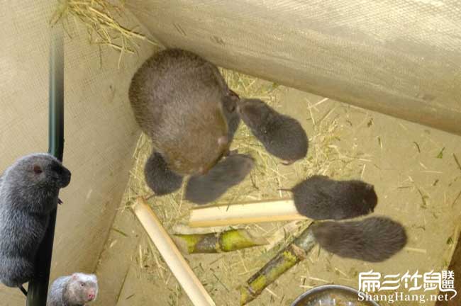 安康竹鼠養殖