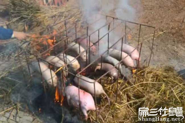 長治竹鼠食物