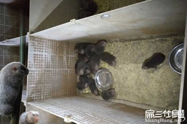 晉城竹鼠養殖場