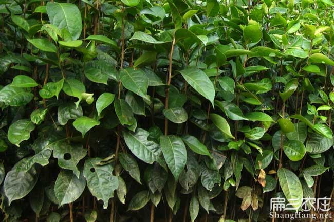 株（zhū）洲大果油茶苗