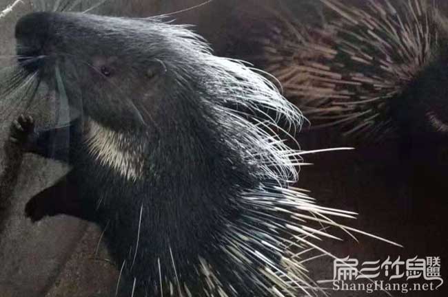 江西大中的肉兔養殖基地