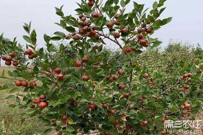 大果紅花油茶