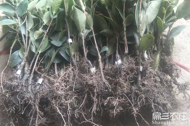 湖南高產油茶苗種（zhǒng）植