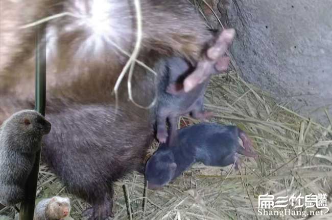 竹鼠繁殖技術