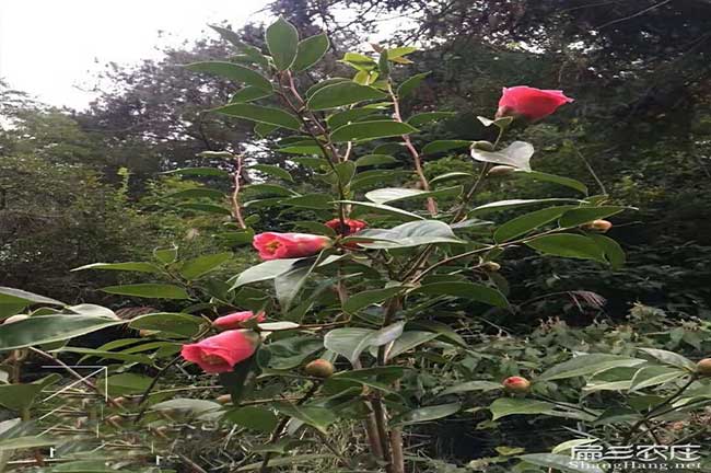 永州油茶種植基地