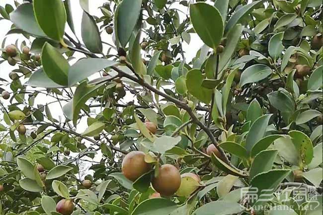 城步（bù）茶樹種植