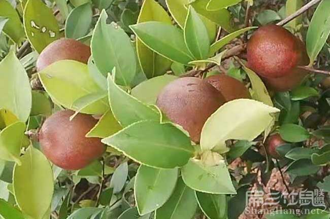 株洲大果油茶苗