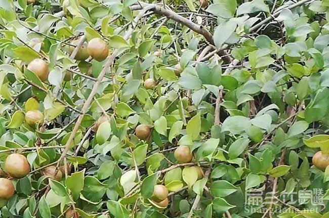 韶山油（yóu）茶果子