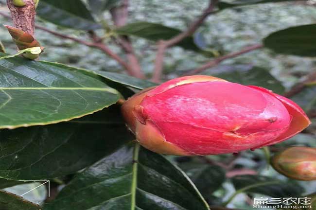 懷化紅花油茶苗（miáo）