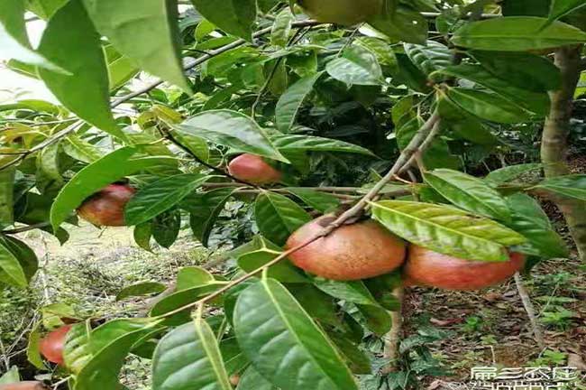 零陽紅花大果油茶苗