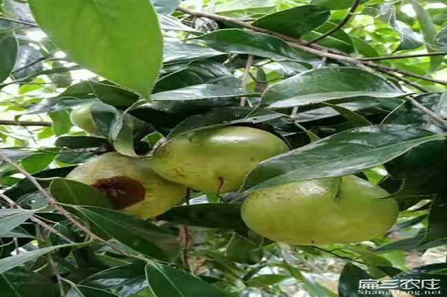 鷹潭青果油茶批發