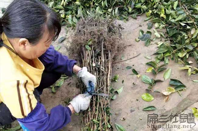 新餘油茶苗