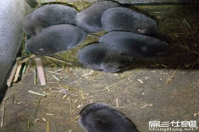 七星花兔竹鼠基地