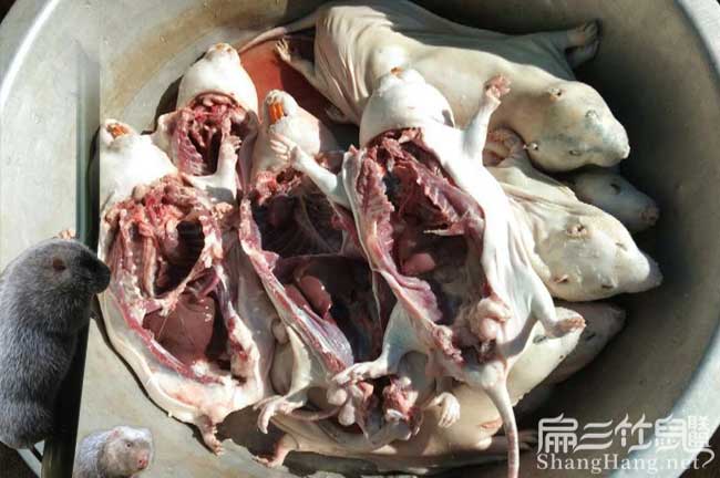 現殺竹鼠肉