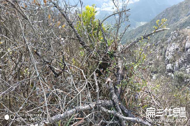 湯溪鎮養竹（zhú）鼠之前想好