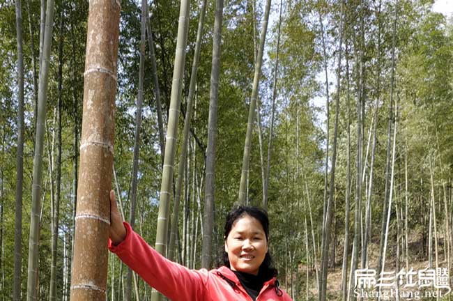 上杭竹鼠養殖