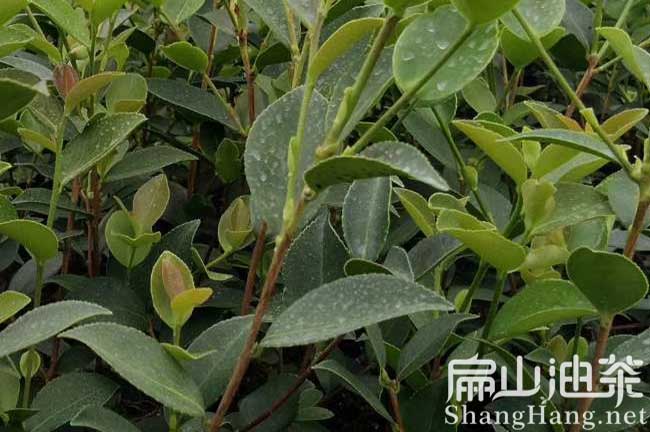 雲南油茶種植