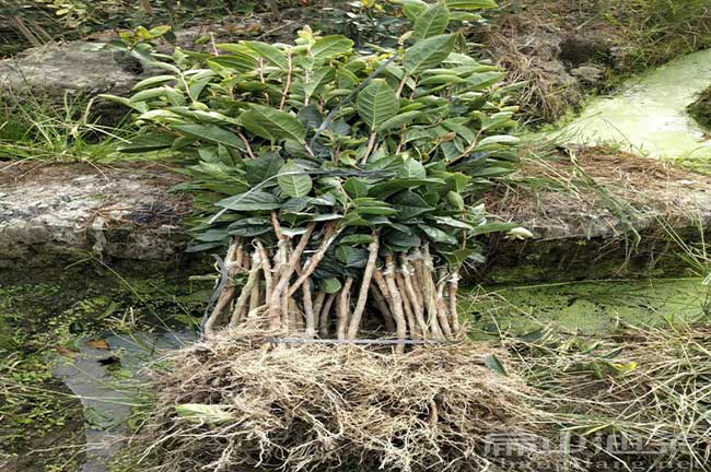 江西大果油茶苗