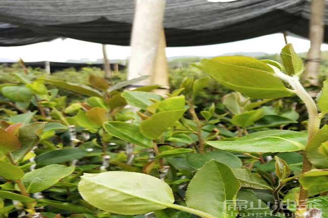 江西高產油茶苗