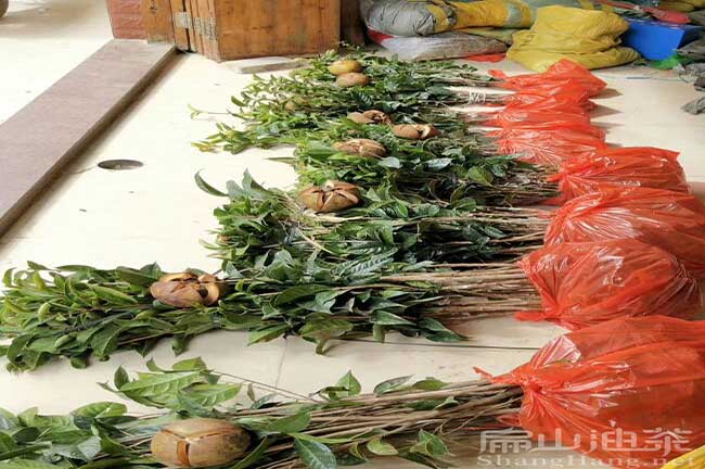 新餘（yú）大果油茶苗